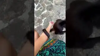 monkey wont let go of my arm