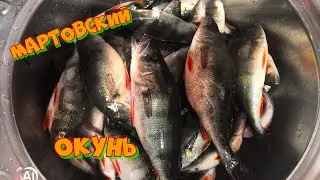Отличный клёв окуня в Марте. Рыбалка в Марте на Онежском озере 👍👍👍