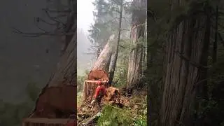 Life is a matter of choices#shortsfeed #chainsaw #stihl #youtube #ytshorts #tree #yt #viral #nature