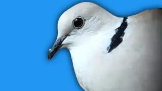 Original Barbary Dove Sound Full