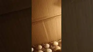 Karton Kutudan Kuluçka Makinesi-Bölüm 3