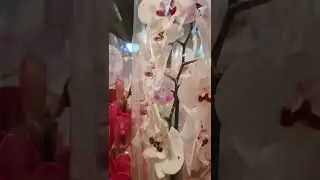 Орхидеи в JMP
