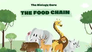Basics of Food Chain: Essential Ecology for Students| The Biology Guru#csirnetlifescience#csirugcnet