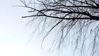 Свиристели 2020.02.07