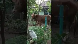sapi kurban terbaik 2024 #sapi #sapikurbanterbaik