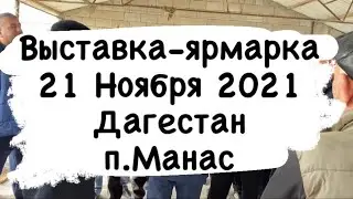 Выставка-ярмарка  голубей в Дагестане п.Манас. 