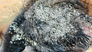 Puppies Rescued Puppies Rescued With~maggot🥲😢🐶