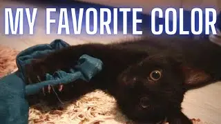 Kittens' Favorite Color is BLUE. 💙