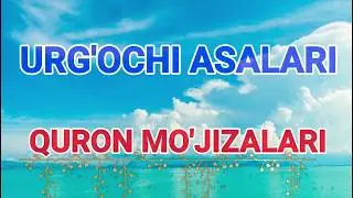 Urg'ochi asalari - QURON MO'JIZALARI