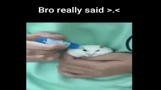 Hamster Eyedrops Meme