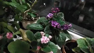 Лимон зацвёл к новому году!