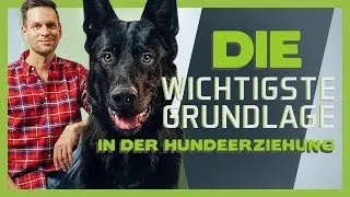 Die wichtigste Grundlage in der Hundeerziehung | 3 Übungen für Ruhe und Geduld