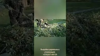 Вырубка деревьев и утилизация Дзержинский район минская область