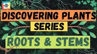 ROOTS & STEMS | DISCOVERING PLANTS SERIES | Part 1 | Science | The Study Pod