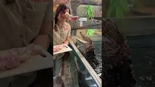 How cute are these Dwarf Caiman🤩