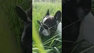 #Бульдог Платоша #французькийбульдог #bulldog #dog #tiktok #trends #ukrain