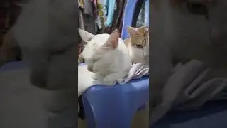 The cat couple lying together on the chair looks very cute 