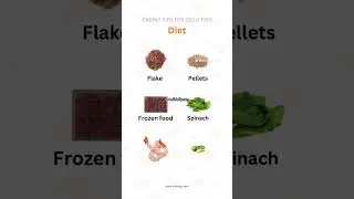 how to care goldfishes نحوه نگهداری ماهی گلدفیش