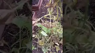 Chaos Gardening: Final Cucumber Harvest!