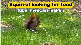 Squirrel looking for food - tupai mencari makan di Holland