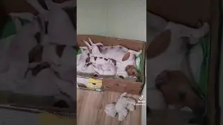 Джек Рассел сонное царство