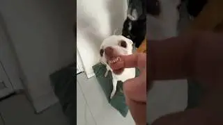 Niki Ozeri bites me😂😱 