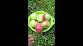 СОРТ ЯБЛОНИ ЗОЯ 21.09.23