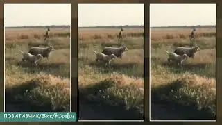 СЧАСТЛИВЫЕ ОВЕЧКИ