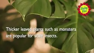 Baby Bio - Looking Out For Pests On Your Plants