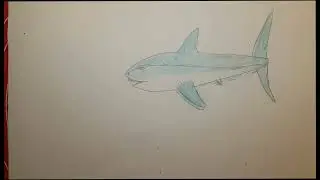 How to draw a white SHARK/Cómo dibujar un tiburón blanco
