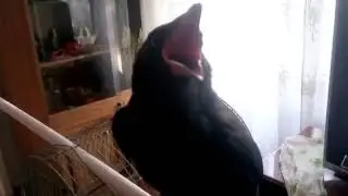 Manual crow Kesha a star of YouTube