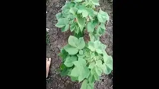 #Organic crop cotton natural not  use a camical fertilizer and pesticides...