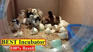 BEST INCUBATOR FOR CHICKEN EGGS WITH 100% EFFICIENCY | DIY | YOU CAN DO THIS