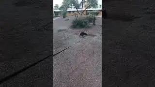Dog Walk Short