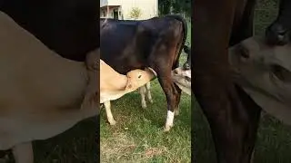 Mother Cow saves Orphaned Calves