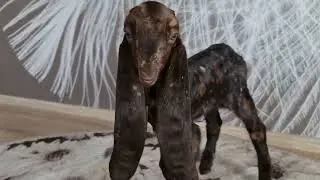 Камори козы.