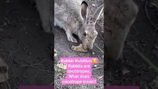 Rabbits are cecotropes. let's discuss the nutritional benefits of being cecotrope to the animal.