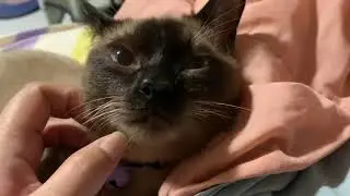 Cat Purring