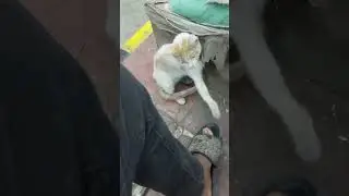 #cat #funny