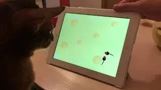 Cat Motya plays mobile games
