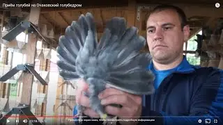 Приём голубей на Очаковский голубедром