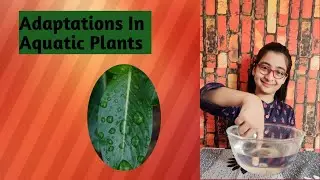 Adaptations In Aquatic Plants