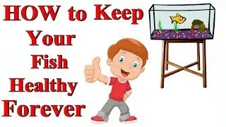 Keep your fish allowes Healthy Top5 tips