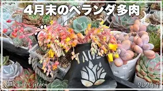 [Succulents] Picking flowers on the balcony [Gardening]