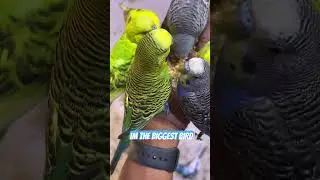 IM THE BIGGEST BIRD 🦅 #comedy #music #funny