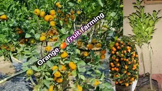 Orange Farming: Tips for successful cultivation |#Chinese_orange 🍊 Thailand Fruit plant Order Online