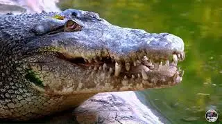 Magnificent Planet Wildlife 4K 🌿Melodic Wildlife Symphony Relaxing Piano Music and Animal Scenes