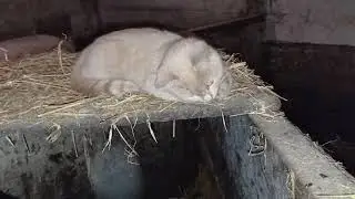 жив здоров, обзор хозяйства