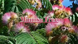 Mimosa Tree - TN Nursery
