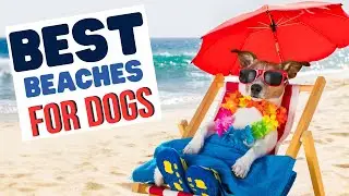 Pawsome Beaches: Top Dog Friendly Shores